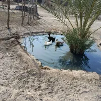 اردک فروشی