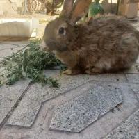 فروش خرگوش