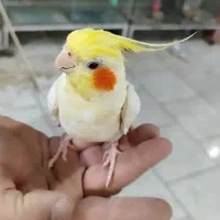 جوجه عروس هلندی دستی
