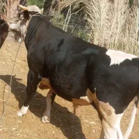 گاو نر