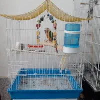 گرینچیک عروس هلندی برزیلی مرغ عشق فنج