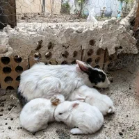 خرگوش ماده