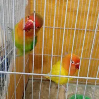 جفت کوتوله برزیلی و جفت عروس هلندی مولد