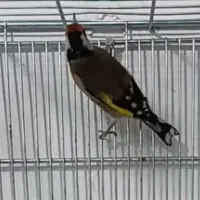 سهره نر ب شرط بخون رام و آرام
