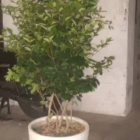 درختچه یاس هلندی