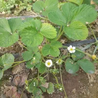 فروش نشای انواع توت فرنگی پاروس چهارفصل کاروسا