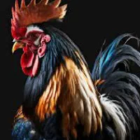 خروس و مرغ جهت خون و قربانی