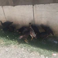 جوجه لاری اوشامو 3ماه