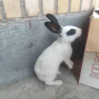 خرگوش ناز و بازیگوش