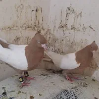 سرته زرد