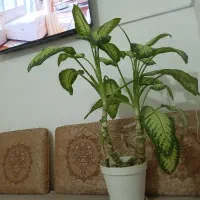 گل دیفن