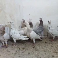 هفرنگ دمسفید دمبی