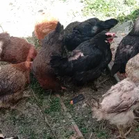 مرغ بومی تخم مرغ نطفه دار