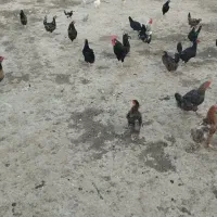 مرغ وخروس