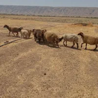 میش و بره