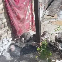 جوجه.بوقلمون.2ماهه.و25روزه