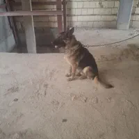 سگ ژرمن