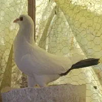 کفتر
