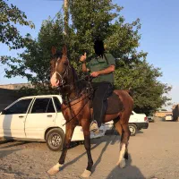 اسب دره شور