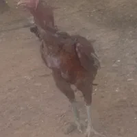 جوجه لاری