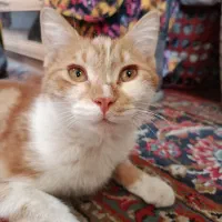 گربه
