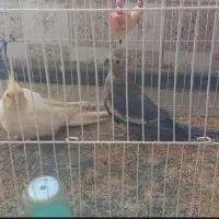 عروس هلندی جفت