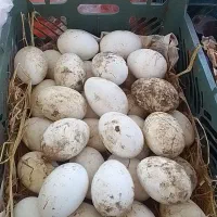 تخم غاز نطفه دار