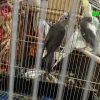 عروس هلندی جفت بالغ