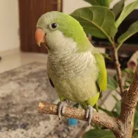 طوطی راهب نرمه خور ۶۰روزه(معاوضه)