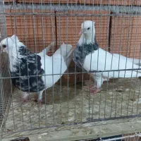 کبوتر رنگی