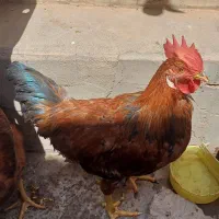 فروش مرغ وخروس جوان