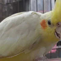 عروس هلندی ماده