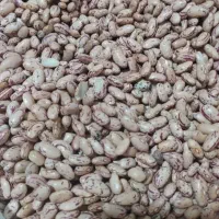 لوبیا چیتی فوری