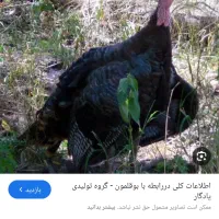 بوقمون نر و ماده