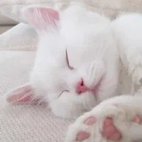 گربه پرشین چین چیلا