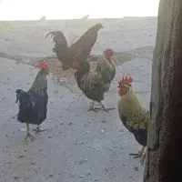 خروس جوان