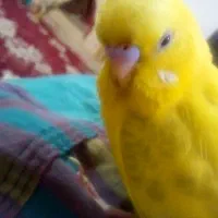 مرغ عشق به رنگ زرد گم شده