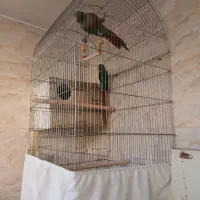 گمشده