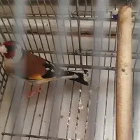 دهن زن مست مست به شرط