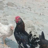 خروس چهل تاج جوان ۶ ماهه