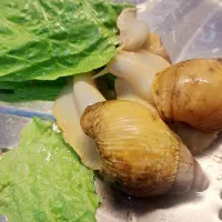 کلاژن سازی طبیعی پوست