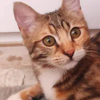 واگذاری گربه dsh