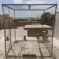 توری کبوتر ،پرنده