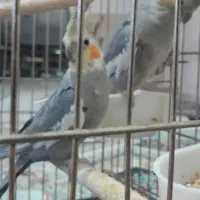 عروس هلندی مولد تضمینی و دستی سخنگو با قفس و لانه