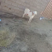 بز وبره