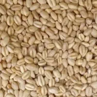 گندم تمیزپاریابی