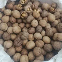 گردو تویسرکان