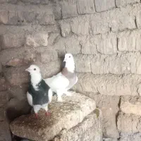 کبوتر|پرنده|گالیکش, |دیوار