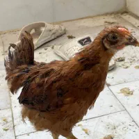 نیمچه مرغ