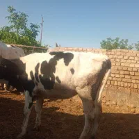 گاو